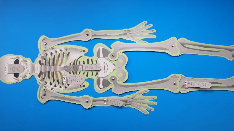  인체의 뼈구조 만들기 완성품 사진
